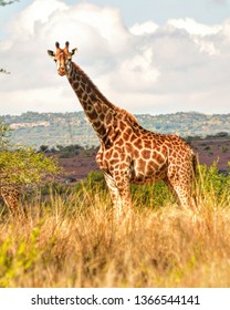 Giraffe Photo Shoot