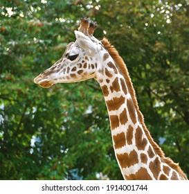 A giraffe photographed against trees.