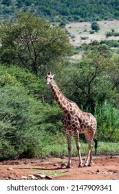 Giraffe Photographed In Pilanesberg Nature Reserve, South Africa.