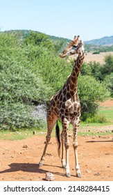 Giraffe Photographed In The Pilanesberg Nature Reserve, South Africa.