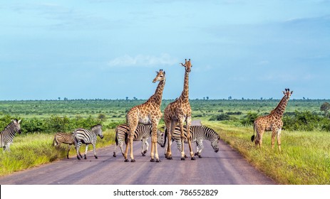 Grafa y cebra en el parque nacional de Kruger, Sudáfrica; Especie Giraffa camelopardalis y Equus quagga burchellii