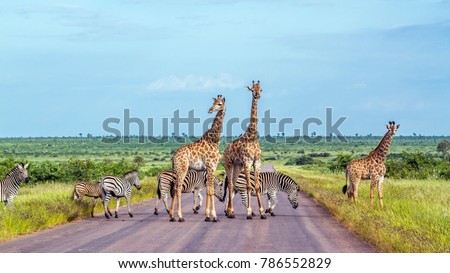 Giraffe and plains zebra in Kruger national park, South Africa ; Specie Giraffa camelopardalis and Equus quagga burchellii