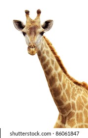 Giraffe Portrait