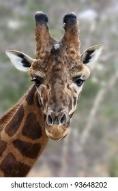 Giraffe Portrait