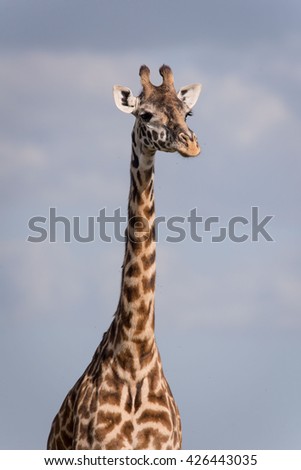 Similar – Image, Stock Photo Close up front portrait of one giraffe over red brick wall