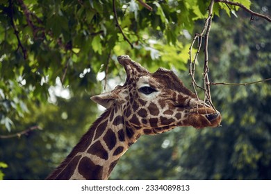 Giraffe portrait, animal in a zoo