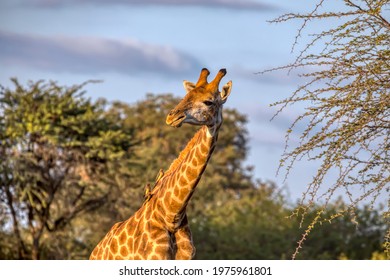 Giraffe Portrait Background Acacia Tree Branches In The Natural Wilderness Of Botswana