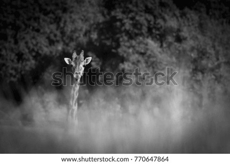 Similar – Image, Stock Photo Roe deer standing in the grass in a meadow