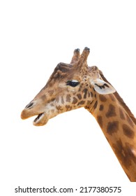 Giraffe Portrait Isolated On White Background