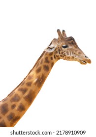 Giraffe Portrait Isolated On White Background