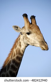 Giraffe Portrait, Phinda Private Game Reserve, South Africa