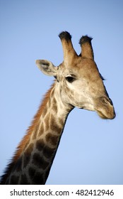 Giraffe Portrait, Phinda Private Game Reserve, South Africa