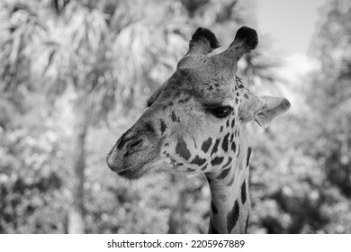 Giraffe Portrait Taken At The Houston Zoo