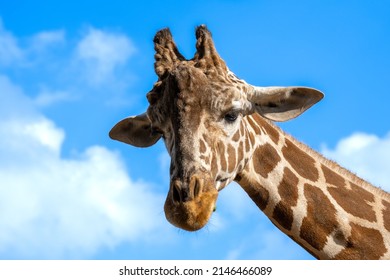 The giraffe poses with a serious disapproving look. Giraffe eat tree leaves.