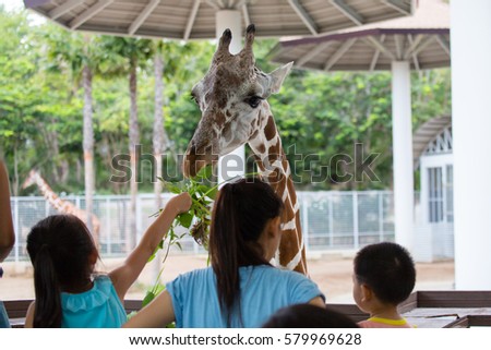 A Giraffe presenting himself for feeding by tourists who visit Chiang Mai Night Safari, THAILAND.