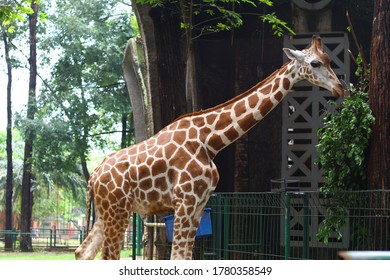 Kebun Binatang Ragunan Images Stock Photos Vectors Shutterstock<script async src=