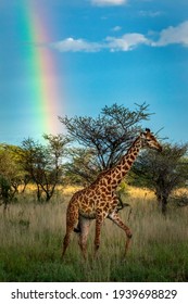 2,855 Rainbow And Giraffe Images, Stock Photos & Vectors | Shutterstock