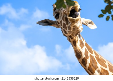 A giraffe reaches up towards the succulent leaves on a tall tree. Giraffe eat tree leaves.