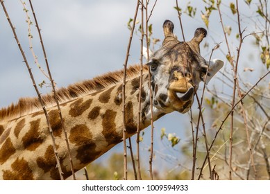 Giraffe, Ruaha National Park, Tanzania