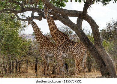 Giraffe In Ruaha National Park, Tanzania