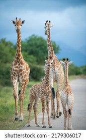 Giraffe is a safari goer's favorite.
Giraffes are often seen in Kruger national park on safari  - Shutterstock ID 2179306017