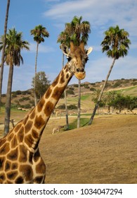 Giraffe In A Safari Park 