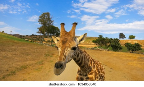 Giraffe At The Safari Park