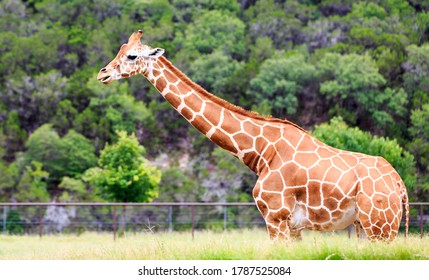 Giraffe In Safari Park (Natural Bridge Wildlife Ranch, Texas)