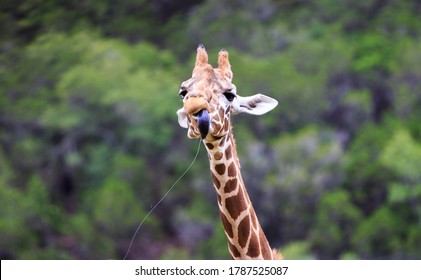 Giraffe In Safari Park (Natural Bridge Wildlife Ranch, Texas)