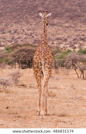 Similar – Image, Stock Photo giraffe in samburu national park kenya