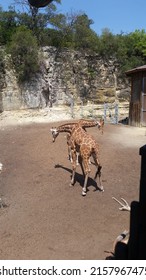 Giraffe At San Antonio Zoo