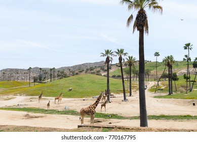 Giraffe In San Diego Zoo