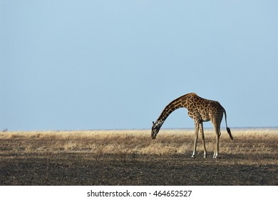 Giraffe In The Savannah With Its Head Down