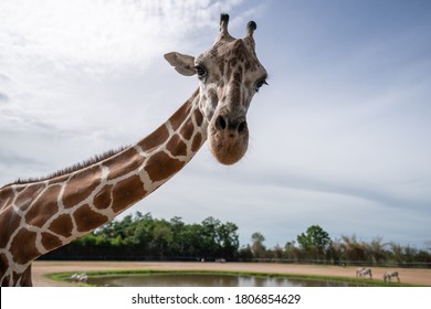 Giraffe Say Hello! Outside Bus Window In Safari Zoo.