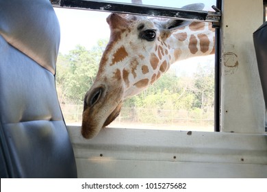 Giraffe Say Hi From A Bus Window In Safari Zoo, Kanchanaburi.