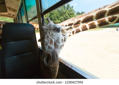 Giraffe Say Hi From A Bus Window In Safari Zoo, Kanchanaburi.