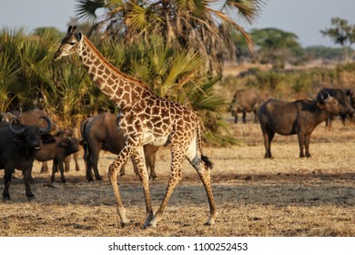 Giraffe In  Selous Game Reserve, Tanzania