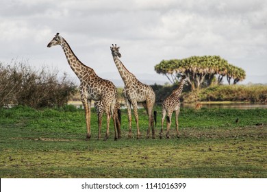 Giraffe In Selous Game Reserve, Tanzania