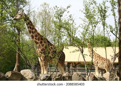 Giraffe In Seoul Grand Park In Korea