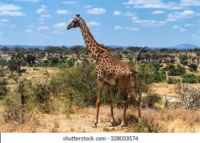 Giraffe At Serengeti National Park, Tanzania