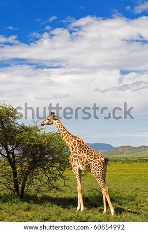 Similar – Image, Stock Photo Giraffe Grace