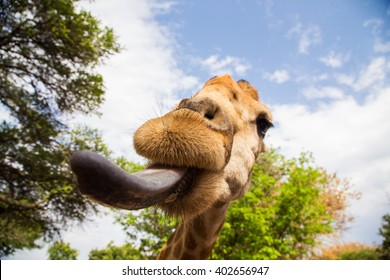 Giraffe Showing Tongue