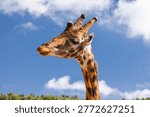 Giraffe side profile against dramatic blue storm sky, close up wildlife portrait with natural forest landscape.