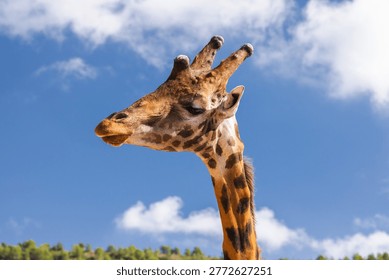 Giraffe side profile against dramatic blue storm sky, close up wildlife portrait with natural forest landscape.