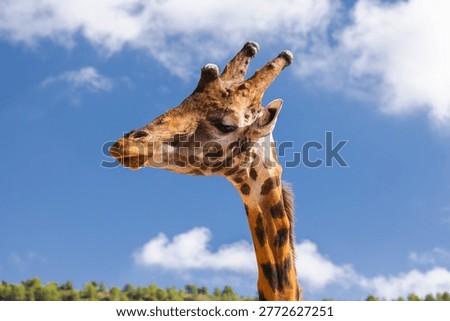 Giraffe side profile against dramatic blue storm sky, close up wildlife portrait with natural forest landscape.