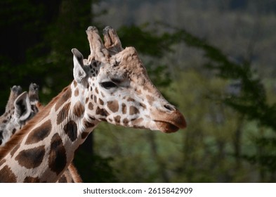 Giraffe side profile close up