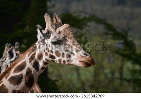 Giraffe side profile close up