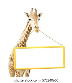 Giraffe with signboard in yellow frame. Isolated on white background