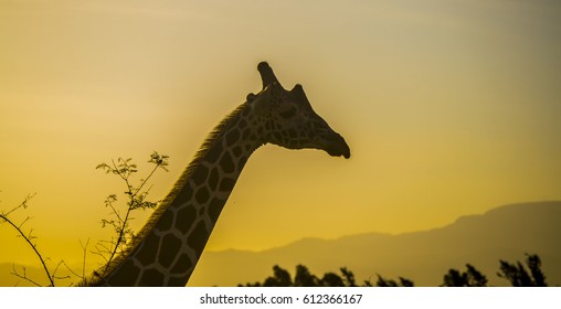 Giraffe silhouette 