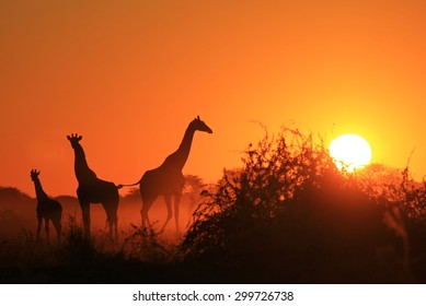 Giraffe Silhouette - African Wildlife Background - Beauty in Color and Freedom